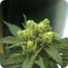 Wonder Woman Feminised Seeds