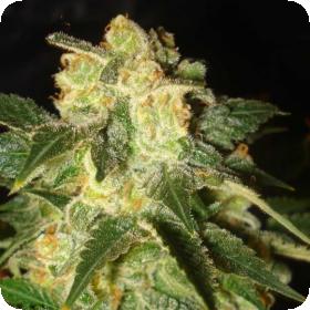 Pakistan Ryder Autoflowering Feminised Seeds