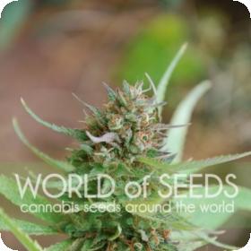 Strawberry Blue Feminised Seeds