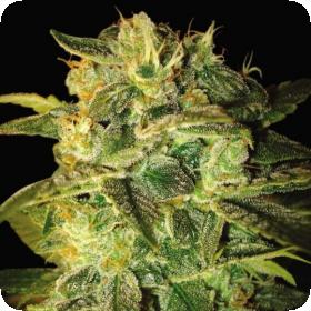 Sugar Mango Ryder Autoflowering Feminised Seeds