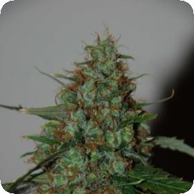 Wild Thailand Ryder Autoflowering Feminised Seeds