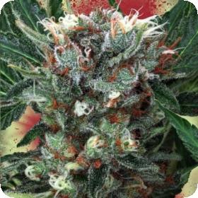 Zensation Feminised Seeds