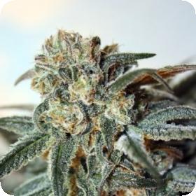 Zombie Kush Feminised Seeds