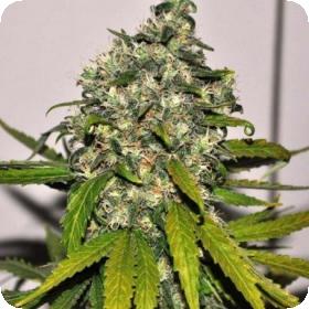 AK Automatic Feminised Seeds