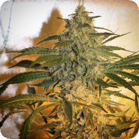 Brooklyn Mango Feminised Seeds