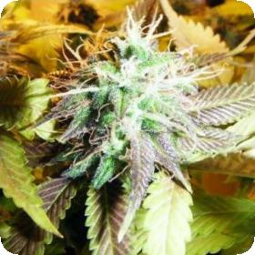Aurora Indica Feminised Seeds