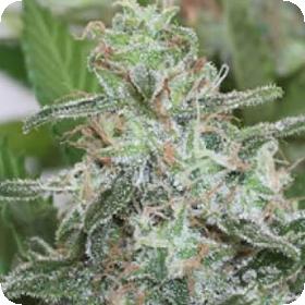 Brains Escape Feminised Seeds