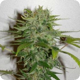 Cristal Limit Feminised Seeds