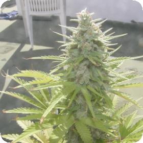 Crystal METH Feminised Seeds