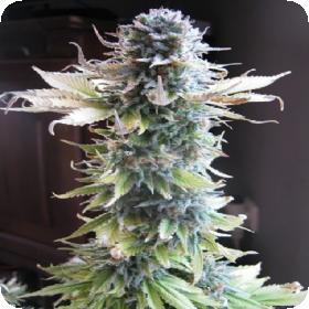 Early Skunk Feminised Seeds