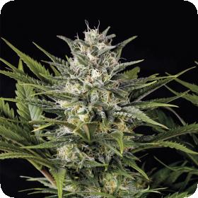 Pineapple Skunk Feminised Seeds