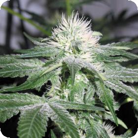 Ice Feminised Seeds