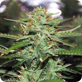 Jack 47 Auto Feminised Seeds