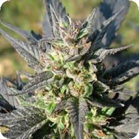 KC 39 Feminised Seeds