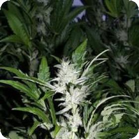 KC 45 Feminised Seeds