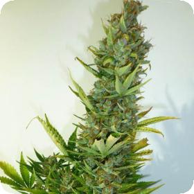 Lemon Haze Autoflowering Regular Seeds