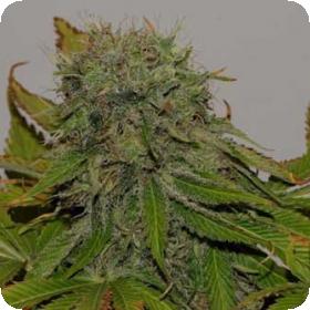 Mama Mia Feminised Seeds