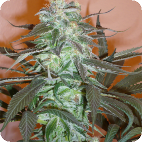 Mango Feminised Seeds