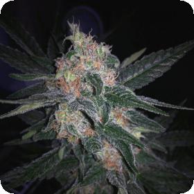 Melon Gum AUTO Feminised Seeds