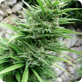 Muay Thai SuperAuto Feminised Seeds