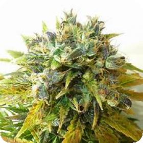 Onyx Autoflowering Feminised Seeds