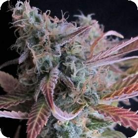 Raspberry  Cough  Feminised  Cannabis  Seeds