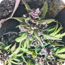 Red  Poison  Auto  Feminised  Cannabis  Seeds