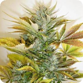 Russian Haze Autoflowering Regular Seeds