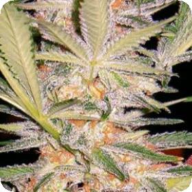 S.A.D. FAST Version Feminised Seeds