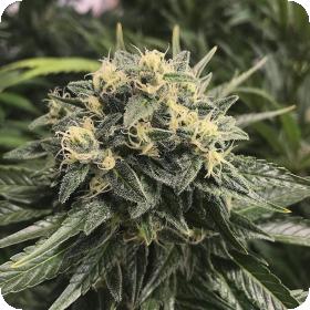 Sativa 27s  Sour  Diesel  Feminised  Cannabis  Seeds