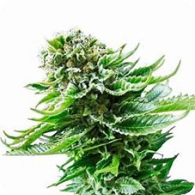 Speed + Auto Feminised Seeds