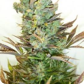 Stitch's Love Potion Autoflowering Feminised Seeds