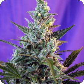 Sweet Skunk FAST Version Feminised Seeds