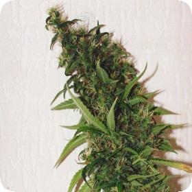 Swiss XT Feminised Seeds