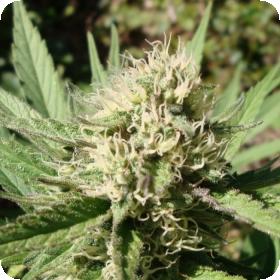 T.N.R Feminised Seeds