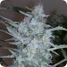 White Sirius Autoflowering Feminised Seeds