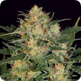 Russian Fuel Autoflowering Feminised Seeds