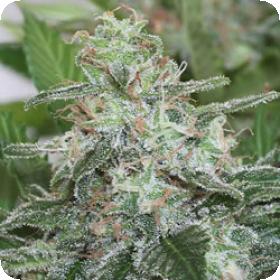 Brains Choice Feminised Seeds