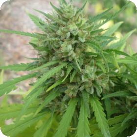 Copacabana SuperAuto Feminised Seeds