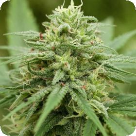 G13  Labs  Cannabis  Seeds  Pineapple  Express 2  Feminised