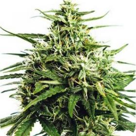 Formula One Autoflowering Feminised Seeds