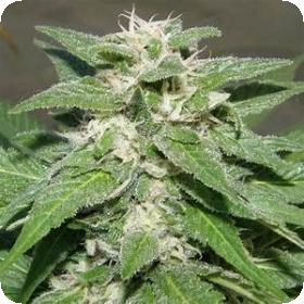 King Kong Feminised Seeds