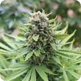 Kong 47 Feminised Seeds
