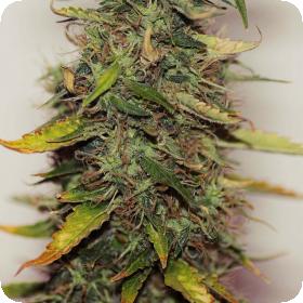 Purple Sirius Kush Autoflowering Feminised Seeds