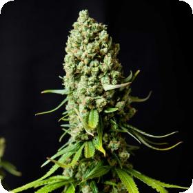 Super  Skunk  Feminized