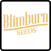 BlimBurn Seeds