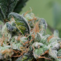 Blueberry Cheesecake Feminised Seeds