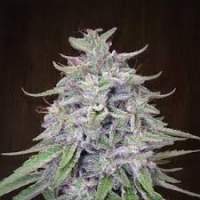 Bangi Haze Regular Seeds