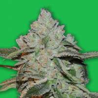 Atomic Feminised Seeds