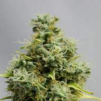 Big Bomb Feminised Seeds